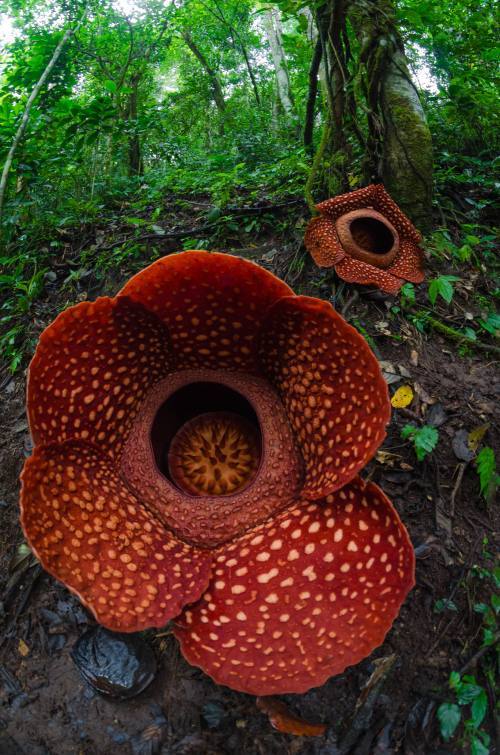 Flor gigante con pétalos de color rojo carne y manchas pálidas.