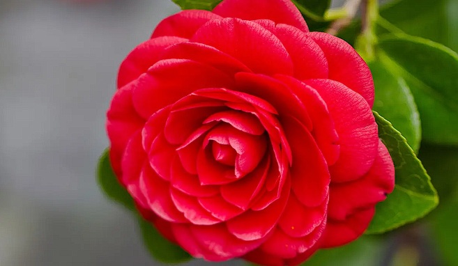 Flor roja con decenas de pétalos concentricos.