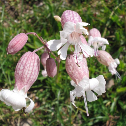 Flor rosada, muy hermosa y rara, tiene un bulbo pronunciado que termina en unos apétalos de color blanco.