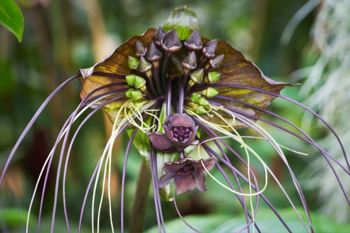 Flor con bulbos de color púrpura y pequeños filamentos alargados similares a tentáculos, siendo una de las flores más raras del mundo.
