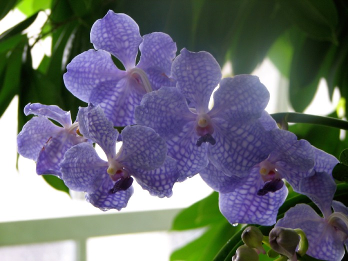 Flor de color azulado - púrpura, con un patrón cuadriculado.