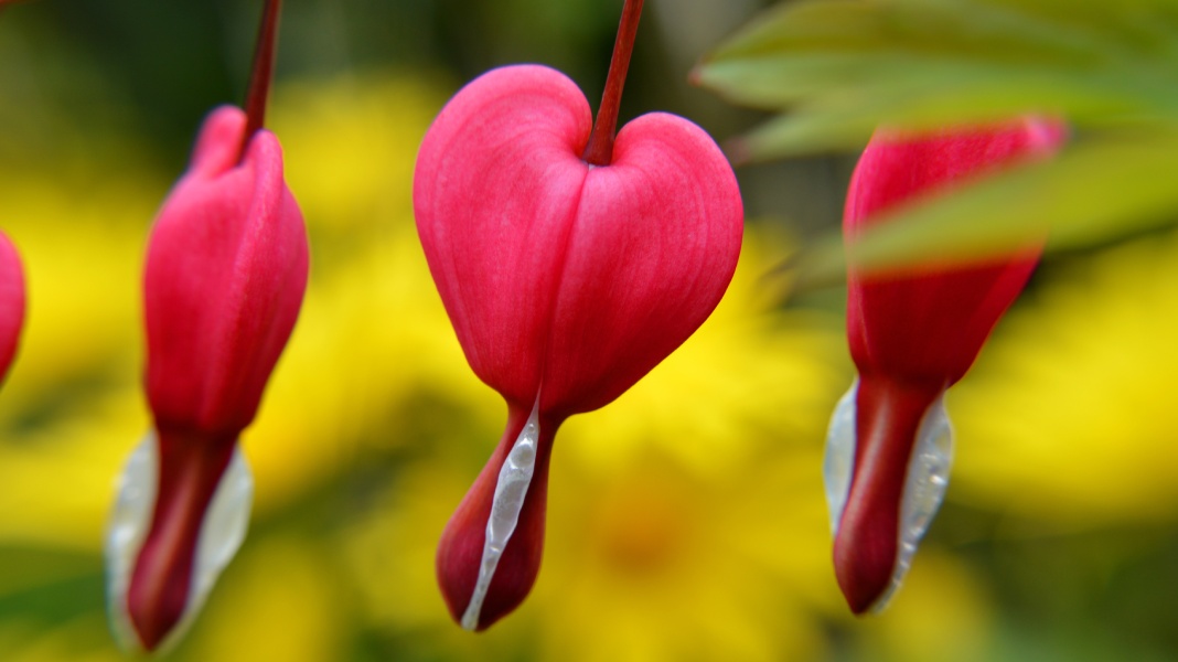 Flor sangrante, una de las flores más raras del mundo.