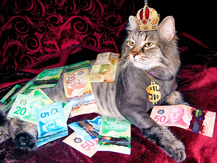 Gato rodeado de dinero y lujos