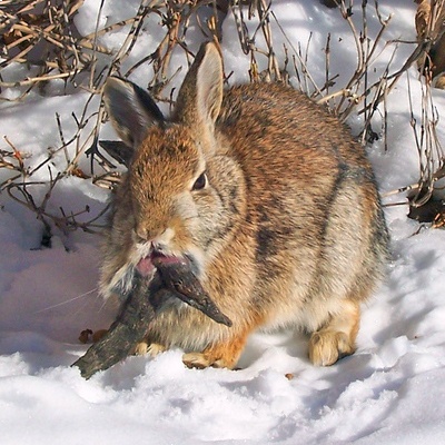 Conejo en la nieve con dos enormes cuernos que salen de su boca, debido a la infección del papiloma.
