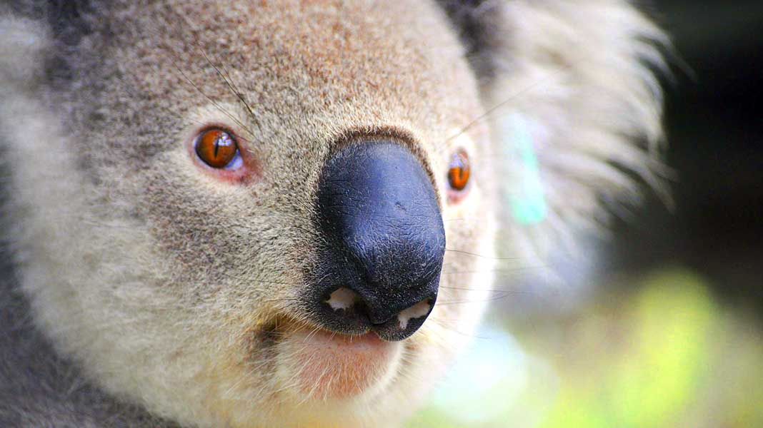 ¿Qué harías tú si te encontrases a un koala aprovechándose del aire acondicionado de tu coche?