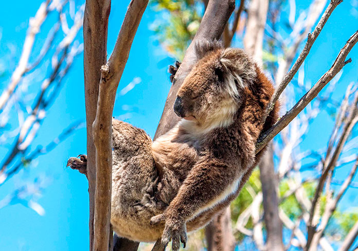 ¿Por qué los koalas duermen más de 20 horas al día?