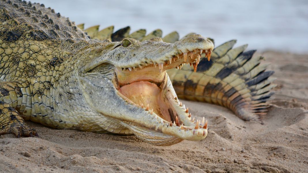 Los cocodrilos tienen lengua.