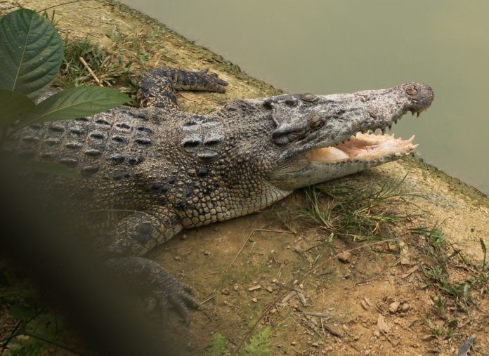 Cocodrilo con la boca abierta exponiendo su lengua al sol.