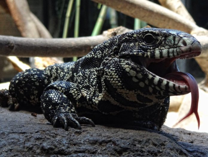 Dragón de cómodo exhibiendo una lengua bífida.