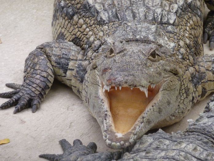 Cocodrilo con la boca abierta, recordando que los cocodrilos tienen lengua