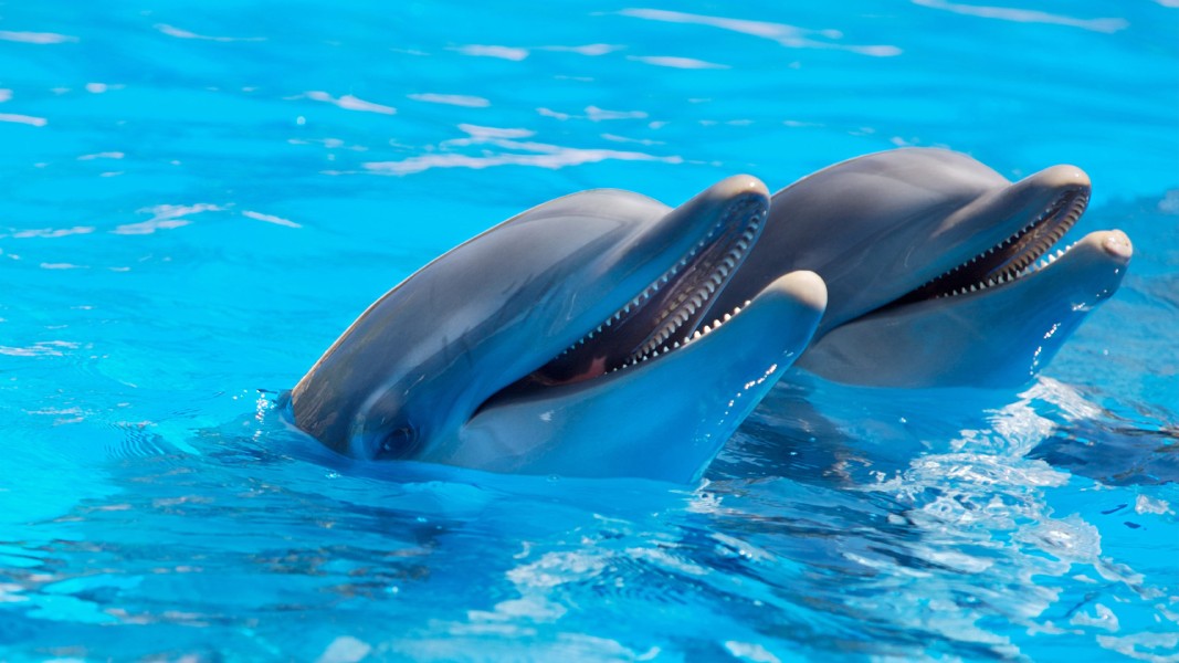 los delfines violan