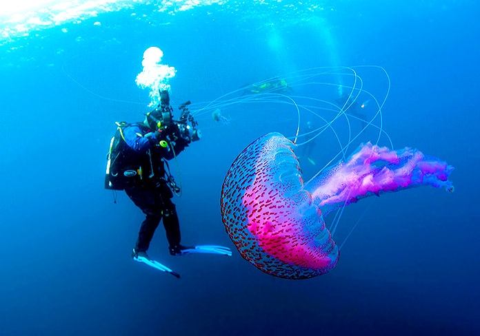 El fascinante funcionamiento de los tentáculos de las medusas