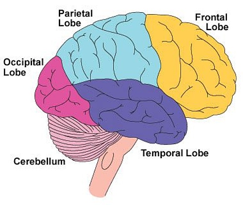 Lóbulos del cerebro y la neuroescritura.