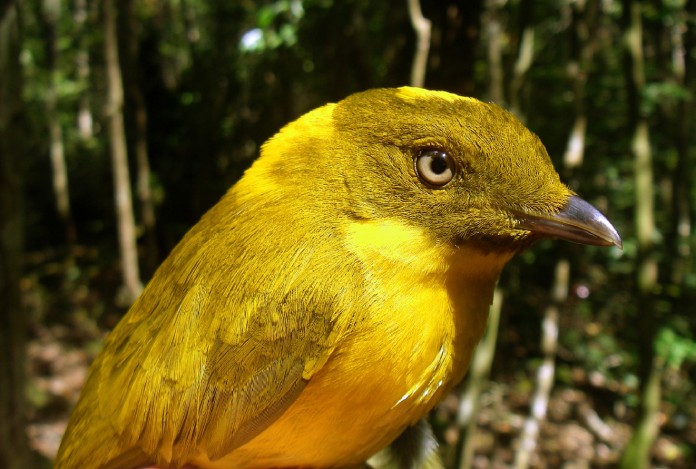 Una imagen de cerca del pájaro pergolero dorado, con un plumaje amarillo brillante y ojos dorados.