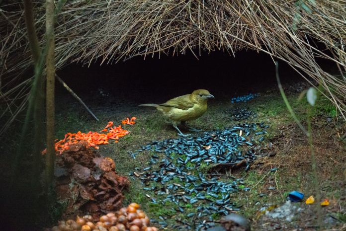 Pájaro pergolero pardo en un elaborado nido de gran tamaño lleno de semillas de colores, hojas y otros elementos decorativo.