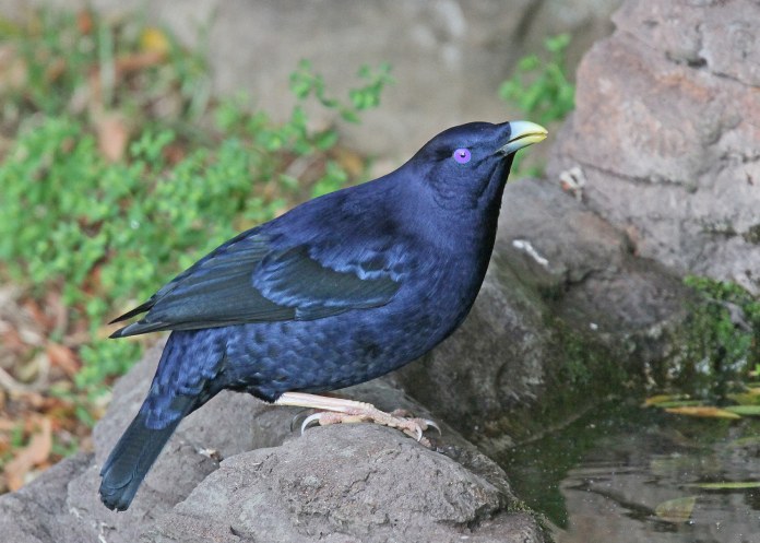 Pájaro pergolero de color azul intenso brillante y ojos de color morado sobre una roca.