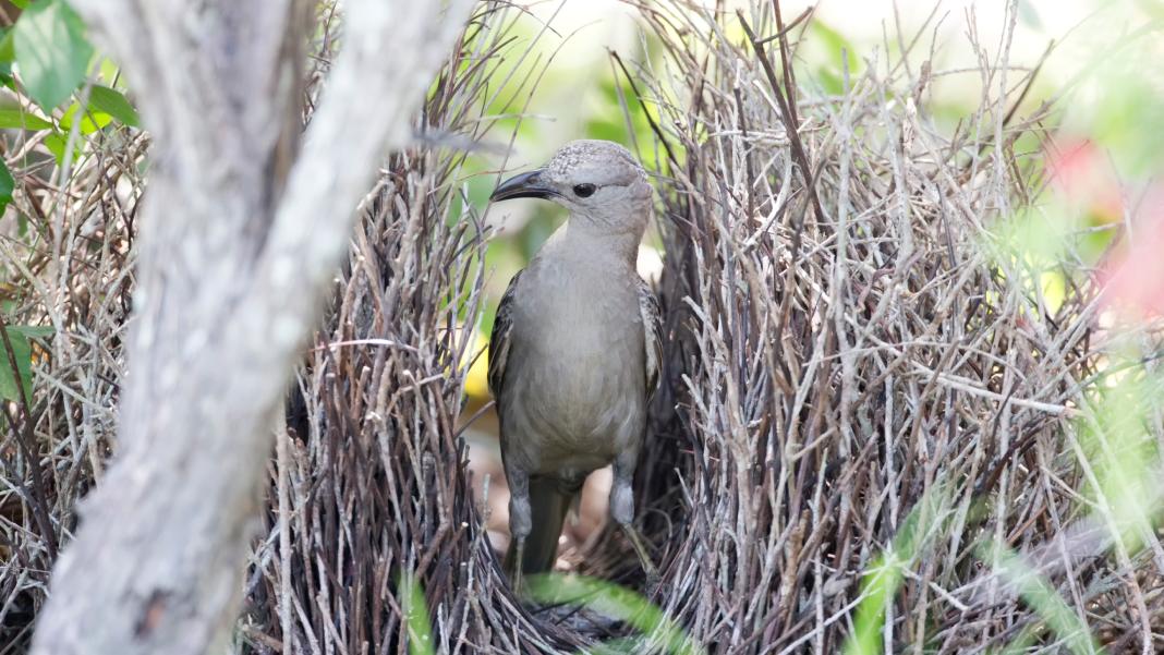 Pajaro pergolero