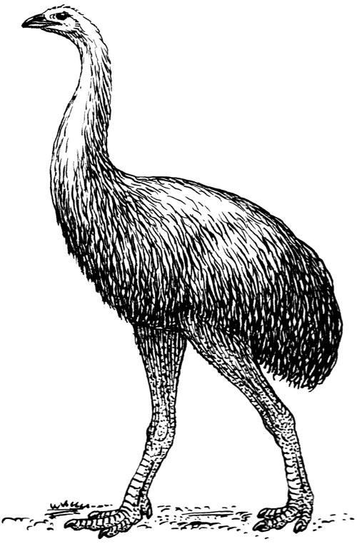 Diornis, modelo de este pájaro dinosaurio.