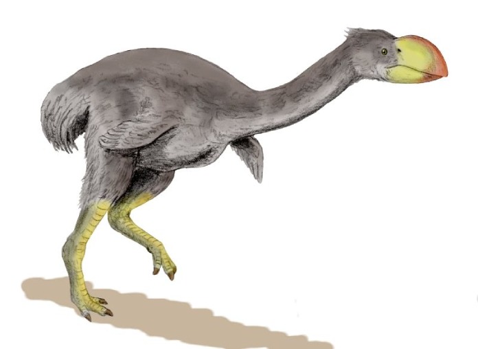 Dromornis stirtoni.