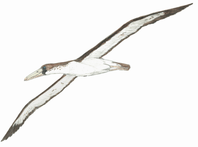 Pelagornis chilensis.