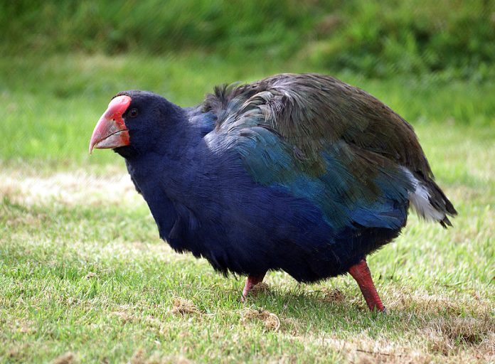 Pájaros dinosaurios aún vivos.