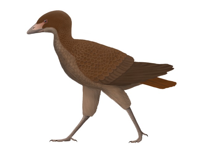 Reprecentación del Asteriornis maastrichtensis, uno de los pájaros dinosaurios.