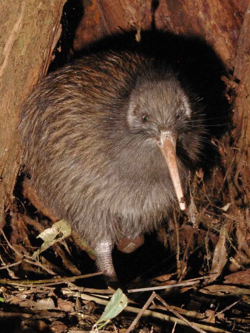 El kiwi, uno de los pájaros dinosaurios.