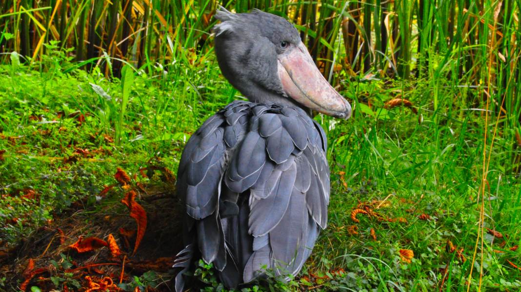 Pájaros dinosaurios.