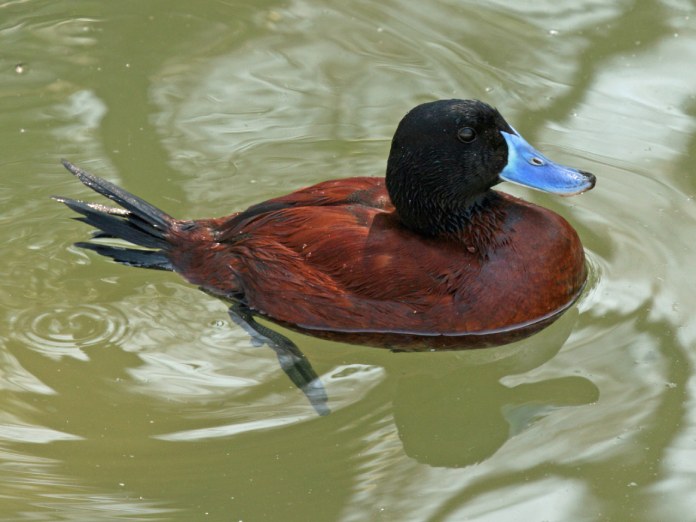 Oxyura vittata, un ave que ha demostrado lo raro que es el pene de los patos.