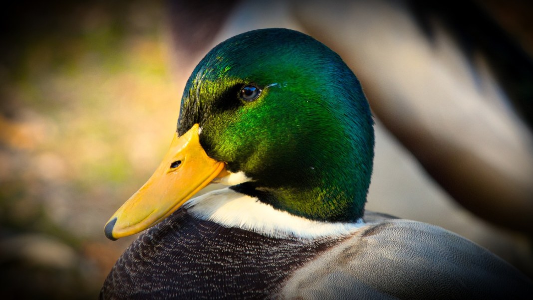 Pene de los patos, uno de los más raros de la naturaleza.