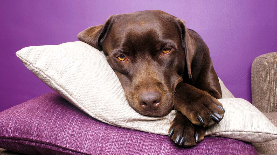 Perros callejeros se salvan del frío gracias a una tienda de muebles