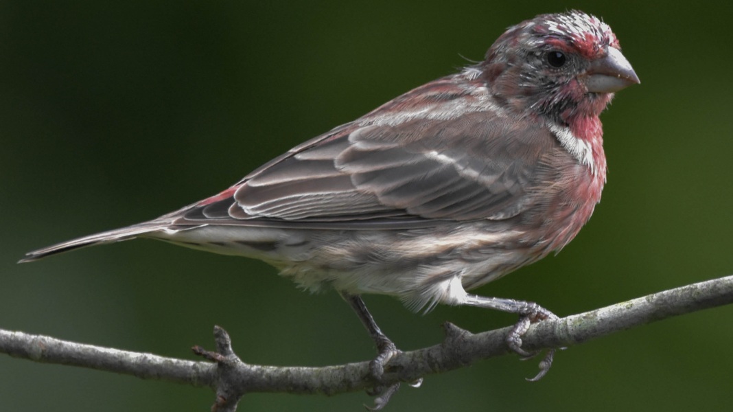 Un pinzón vampiro de Darwin