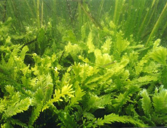 Alga Caulerpa taxifolia