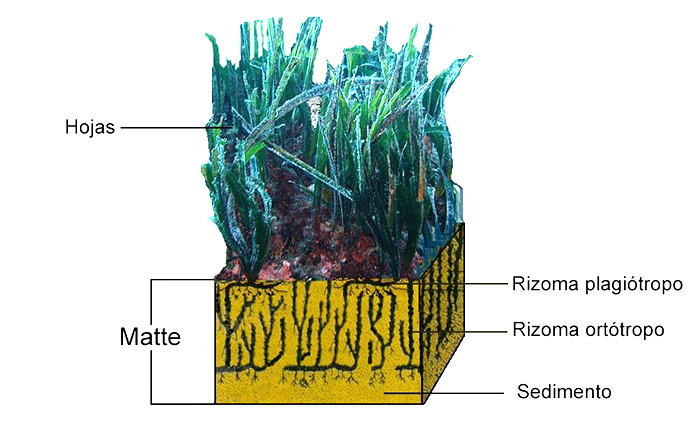 Esquema estructural de la Posidonia, la planta más grande del mundo