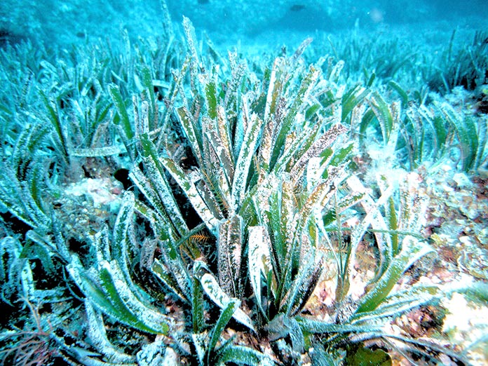 Hojas de Posidonia oceanica, la planta más grande del mundo
