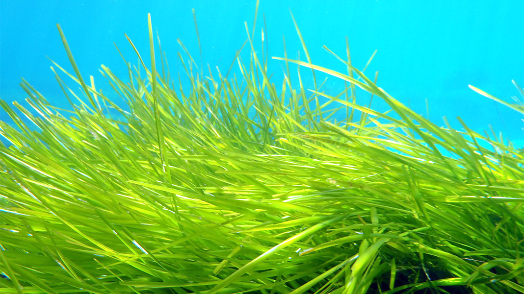 Foto submarina de Posidonia oceanica, la planta más grande del mundo