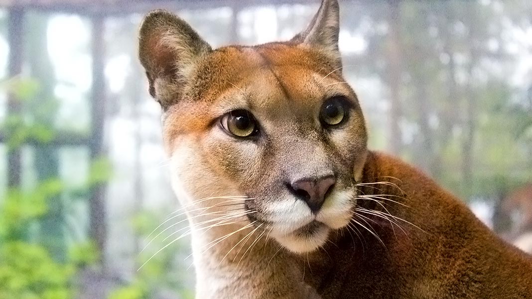 El puma: así es uno de los felinos más grandes del mundo