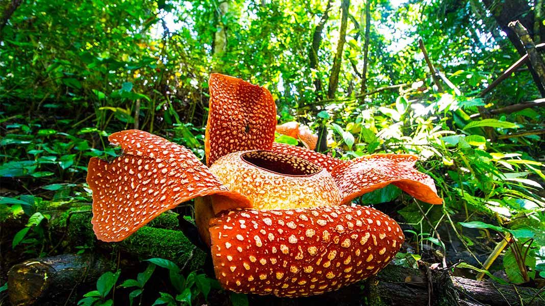 Rafflesia