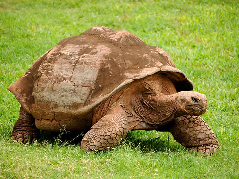 Tortuga Galápagos