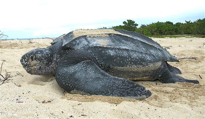Dermochelys coriácea, la tortuga más grande del mundo.
