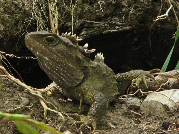 Tuatara