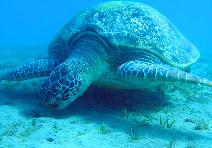 Longevidad de las tortugas marinas