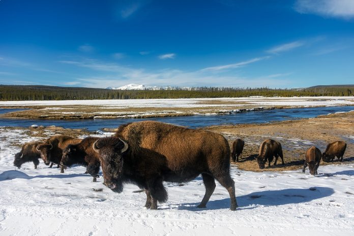 Bisontes en el parque de Yellowstone.